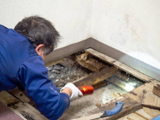 Best Fast Mold Removal  in Murraysville, NC