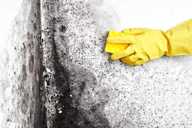Best Mold Testing  in Murraysville, NC