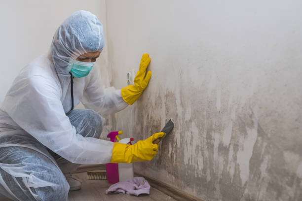 Professional Mold Removal in Murraysville, NC