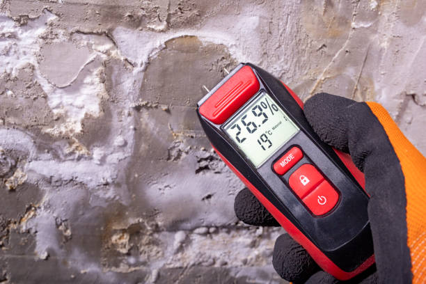 Best Local Mold Removal Service  in Murraysville, NC