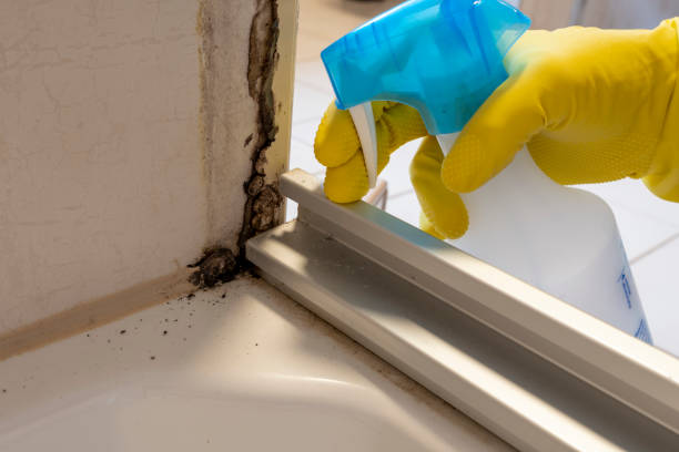 Best Certified Mold Removal  in Murraysville, NC