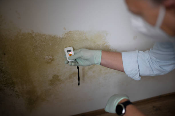 Home Mold Removal in Murraysville, NC