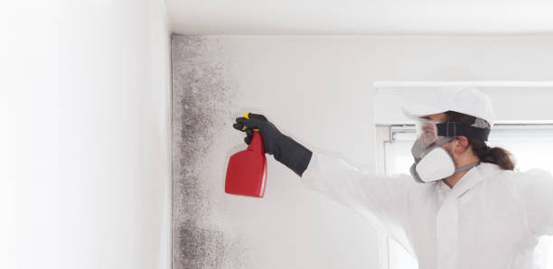 Best Black Mold Removal  in Murraysville, NC