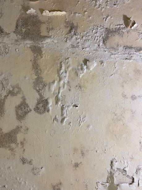 Best Home Mold Removal  in Murraysville, NC