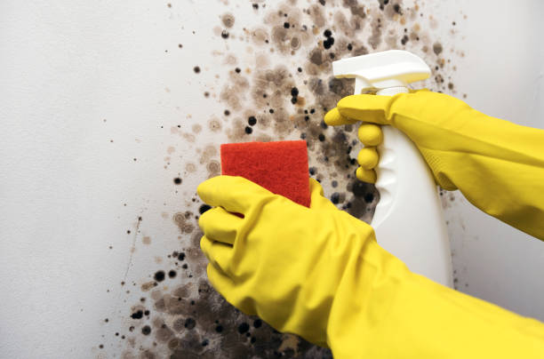 Best Mold Testing  in Murraysville, NC