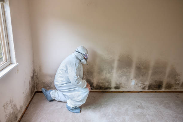 Best Office Mold Removal Services  in Murraysville, NC