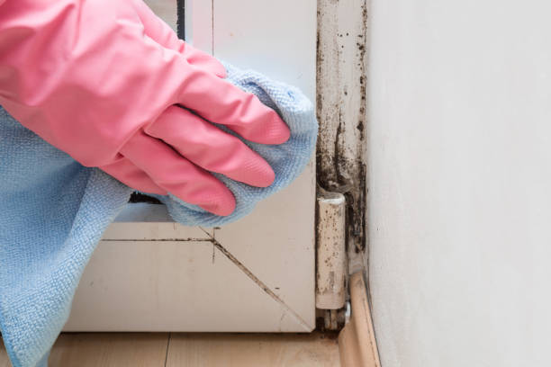 Best Emergency Mold Removal  in Murraysville, NC