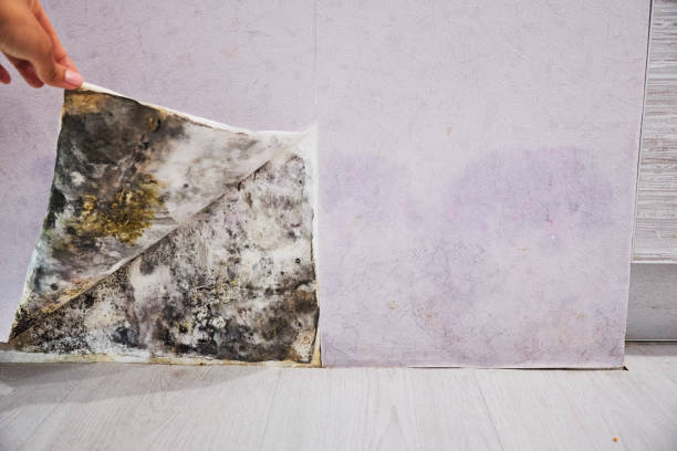 Best Toxic Mold Removal  in Murraysville, NC
